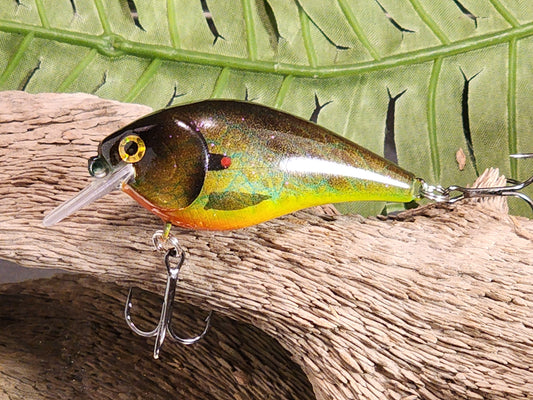 1.5 Squarebill