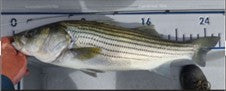 26" 6lb 12oz Striper