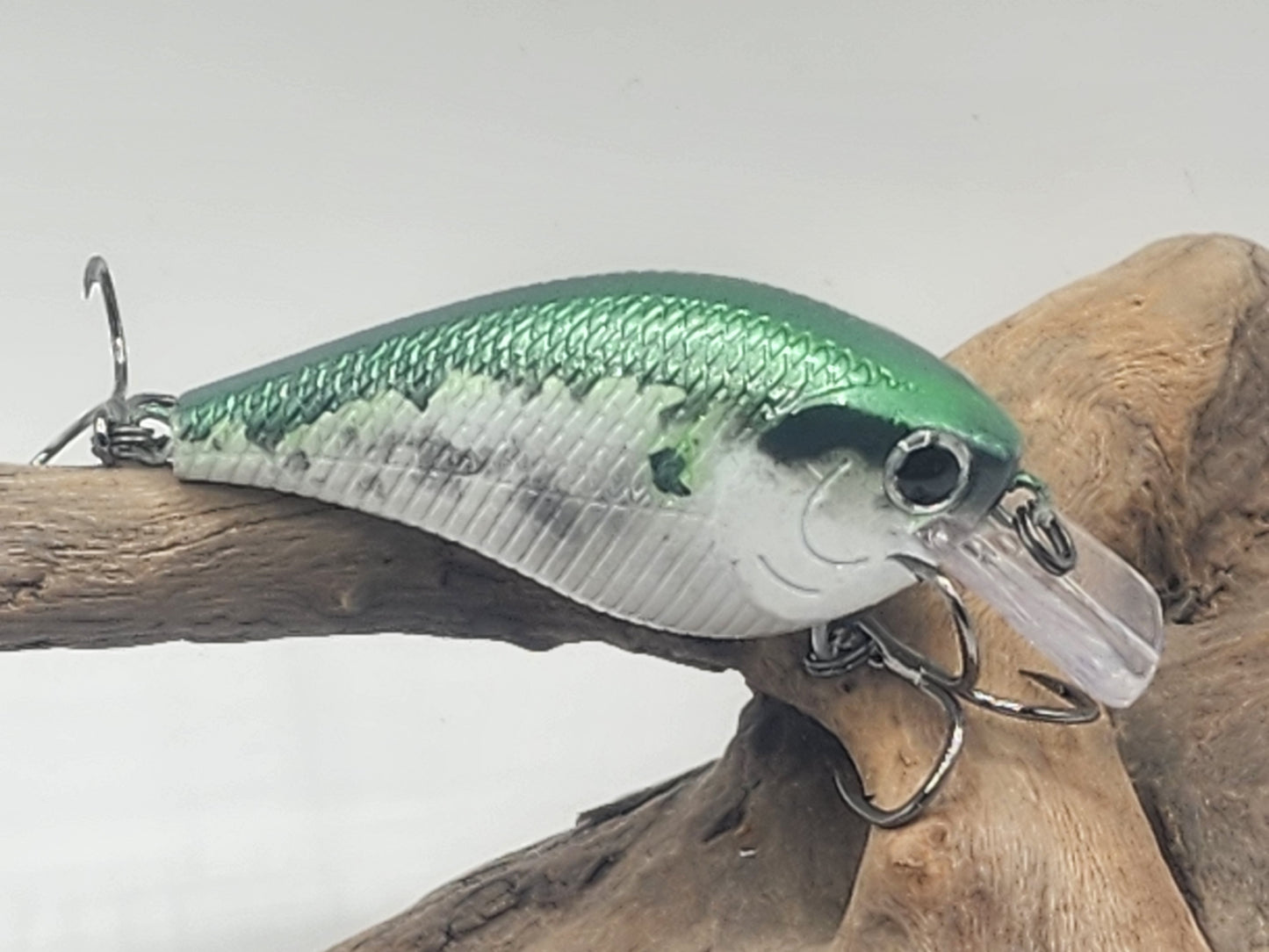 1.5 Squarebill