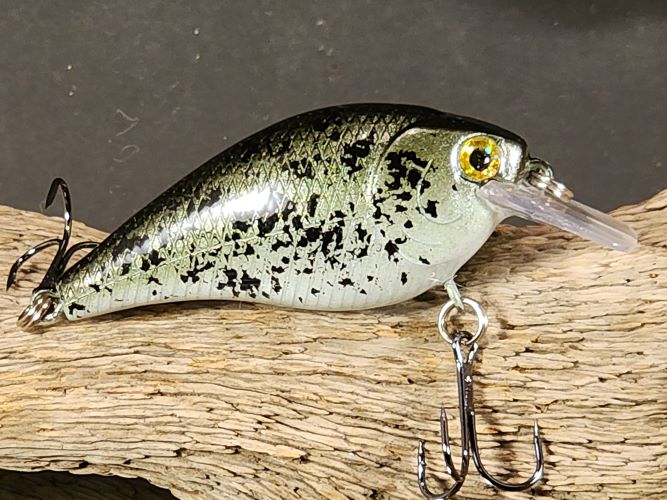 1.5 Squarebill